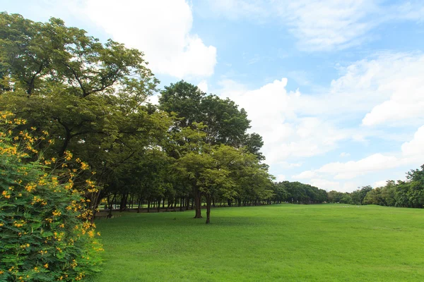 Деревья и лужайка в зеленом парке — стоковое фото