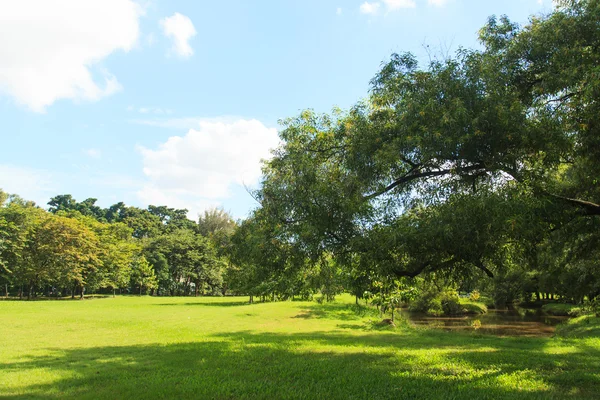 Árboles y césped en el parque verde —  Fotos de Stock