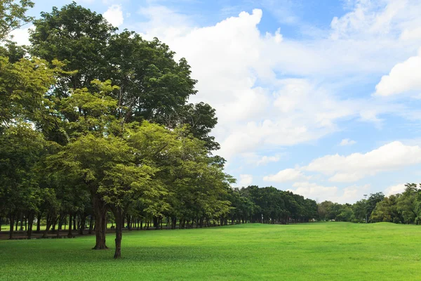 Trees and lawn in green park — Stock Photo, Image