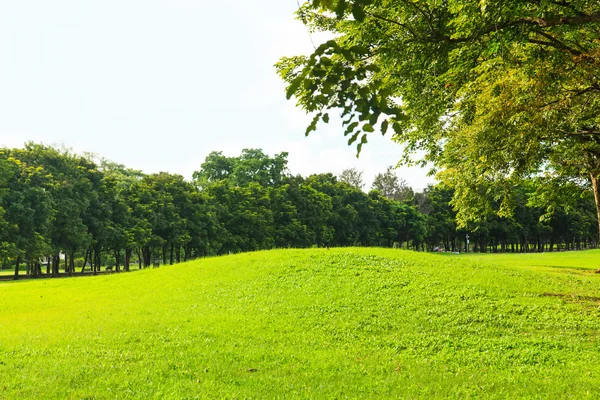 Trees and lawn in green park — Stock Photo, Image
