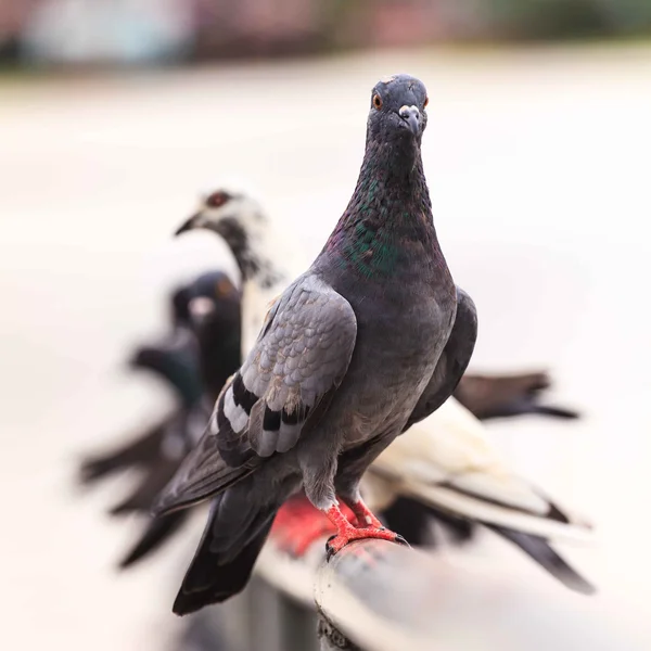 Güvercin — Stok fotoğraf