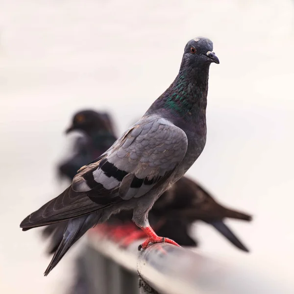 Flock duvor — Stockfoto