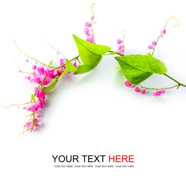 pembe çiçekleri ile yeşil sarmaşık