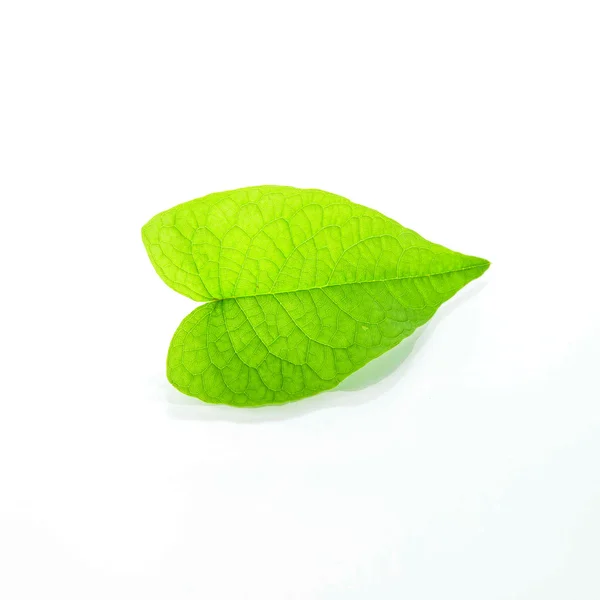 Green leave — Stock Photo, Image