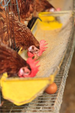 Eggs chicken farm clipart