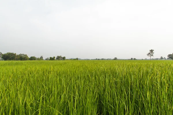 Campos de arroz — Fotografia de Stock