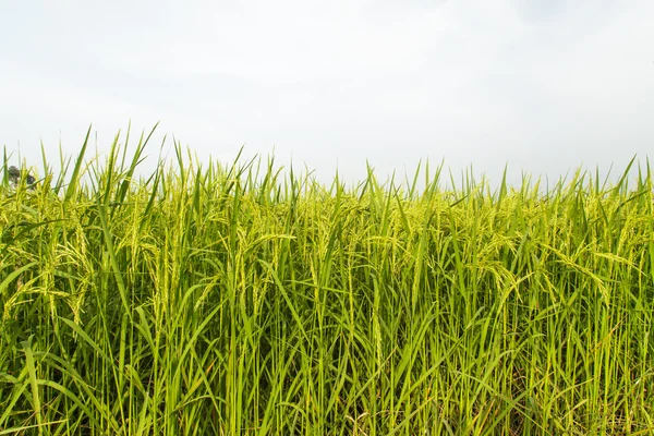 Rice fields — Stock Photo, Image