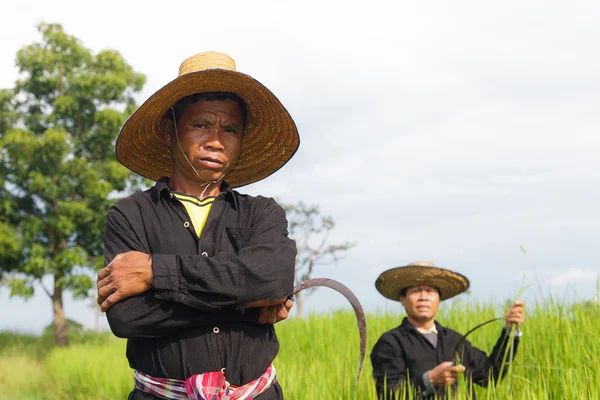 Agricultores en el campo de arroz —  Fotos de Stock
