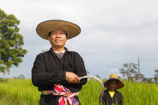 Zemědělci na rýžovém poli — Stock fotografie