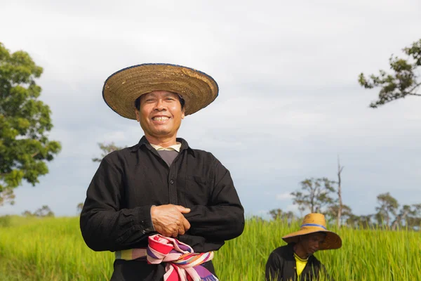 Farmers in the rice field — Stock Photo, Image