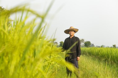 Pirinç tarlasında çiftçi