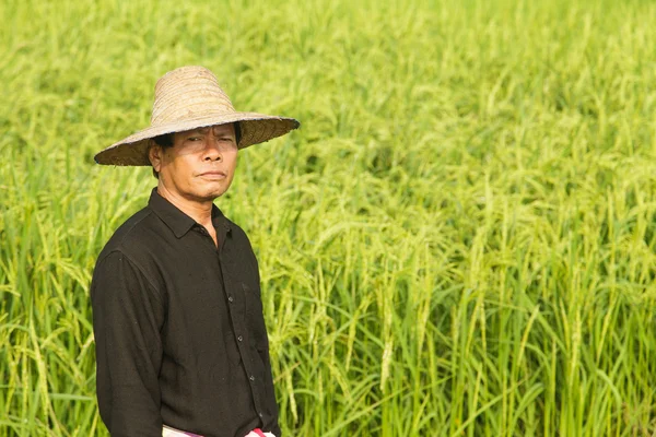 Pirinç tarlasında çiftçi — Stok fotoğraf