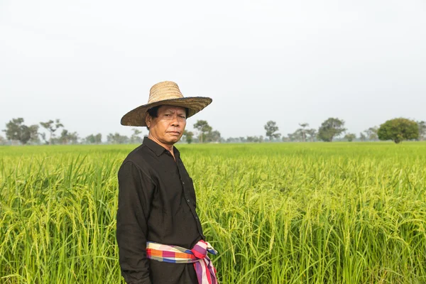 Фермер на рисовом поле — стоковое фото