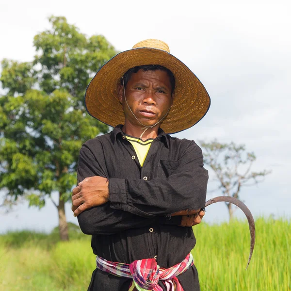 稻田里的农民 — 图库照片