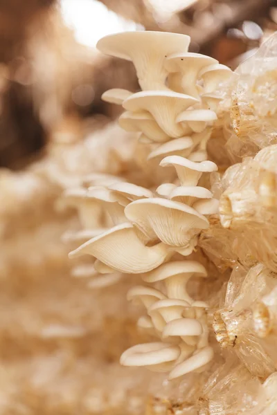 Sarjor-caju houby — Stock fotografie