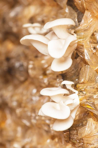 Sarjor-caju houby — Stock fotografie