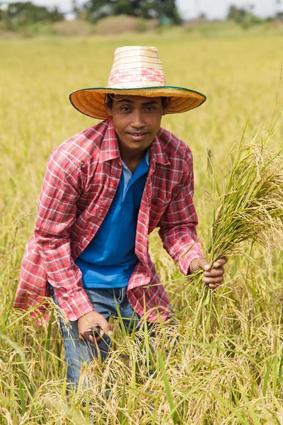 Aziatische landbouwer — Stockfoto