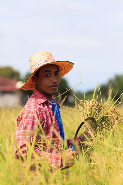 Asian farmer — Stock Photo, Image