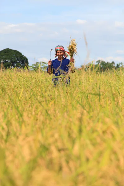 Asian farmer — Stock Photo, Image