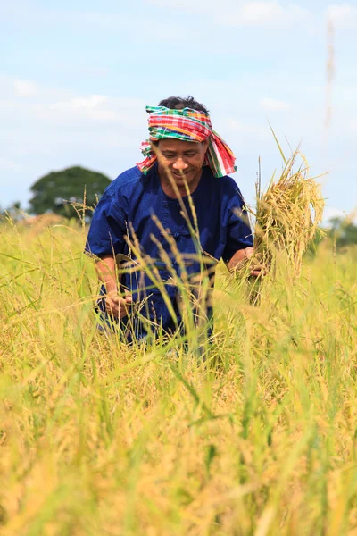 Agricultor asiático — Foto de Stock