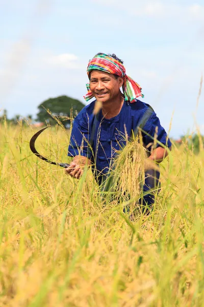 Asiatique agriculteur — Photo