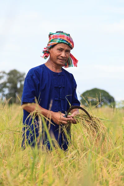 Asian farmer — Stock Photo, Image