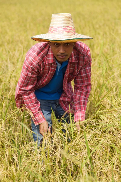 Asian farmer — Stock Photo, Image