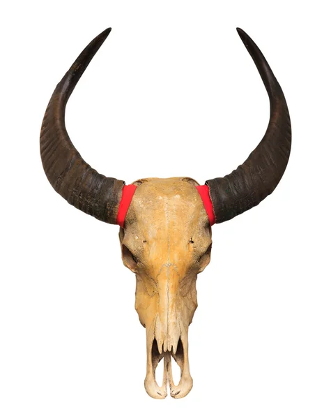 Teschio di bufalo — Foto Stock