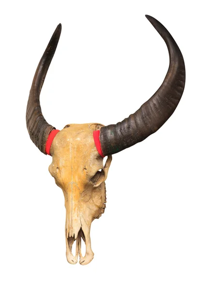 Bufalo kafatası — Stok fotoğraf