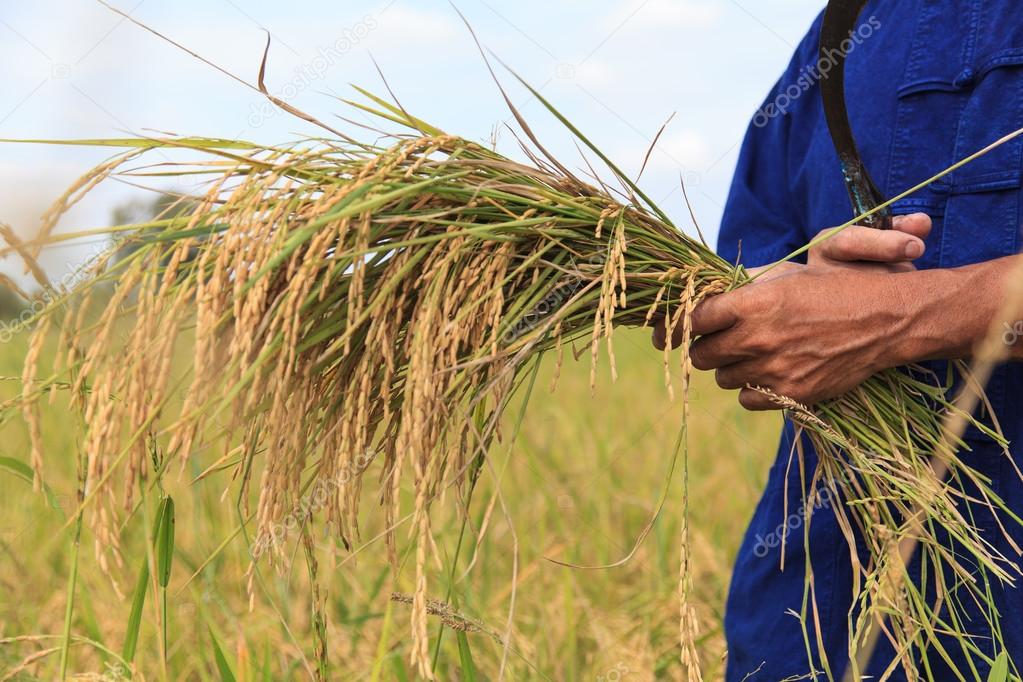 Asian farmer