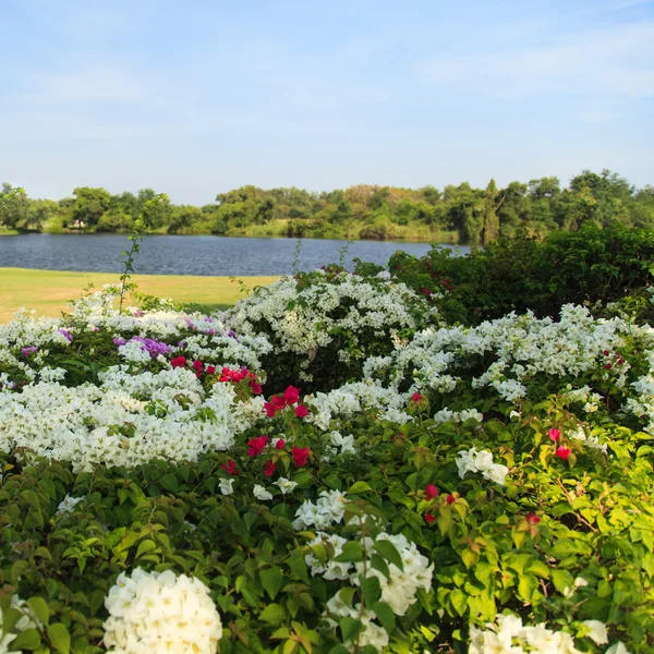 Blommor på vacker golfbana — Stockfoto