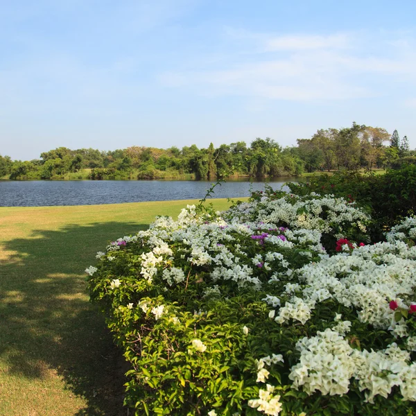 Kwiaty na piękne pole golfowe — Zdjęcie stockowe