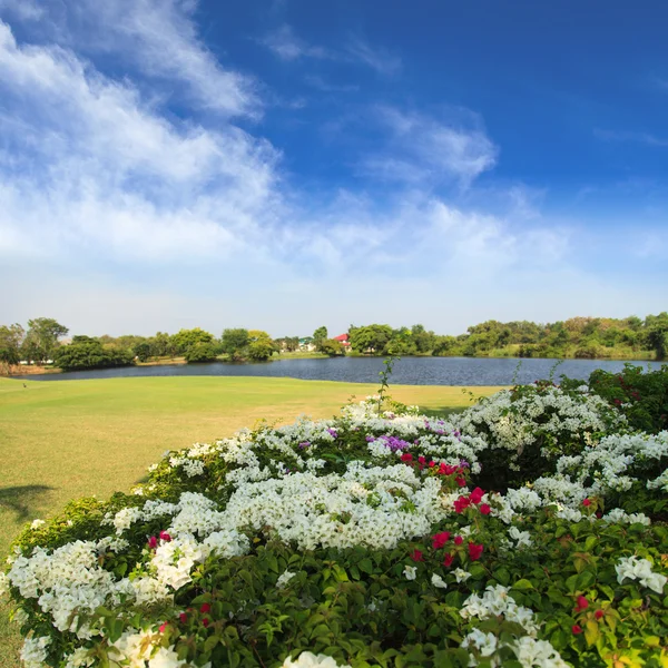 Blommor på vacker golfbana — Stockfoto