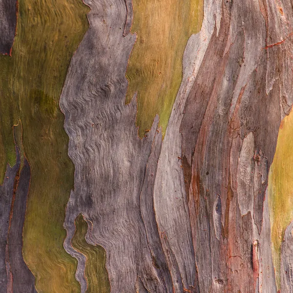 나무 껍질 질감 배경 — 스톡 사진