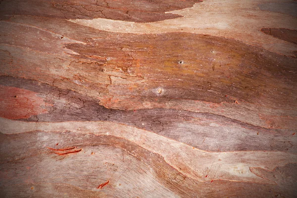 Bark texture background — Stock Photo, Image