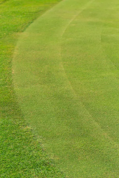 Zelené trávy na golfovém hřišti — Stock fotografie