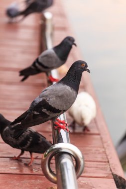 Güvercinler sürüsü 