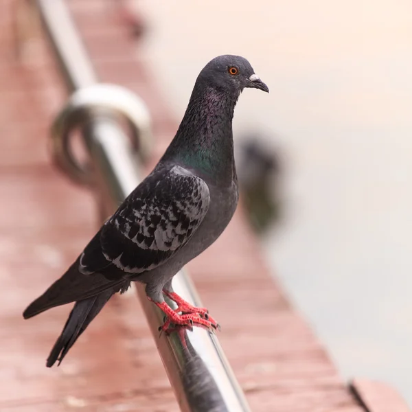 Güvercin — Stok fotoğraf