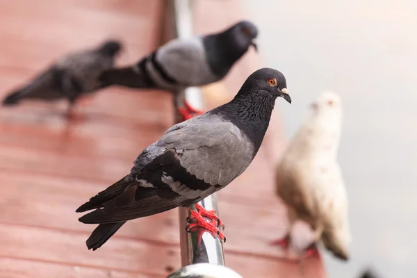 Manada de palomas — Foto de Stock