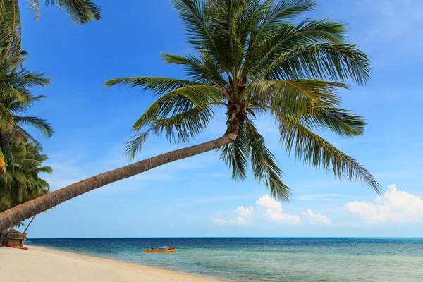 Palmera de coco y playa tropical — Foto de Stock