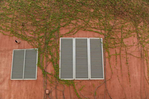 Green Creeper — Stock Photo, Image