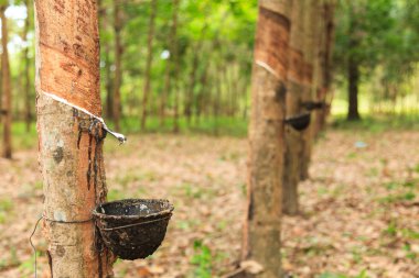 para kauçuk ağacı 