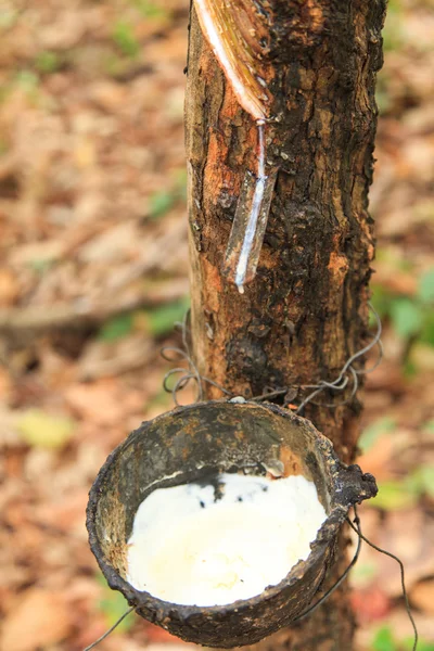 Mjölk från gummiträd — Stockfoto