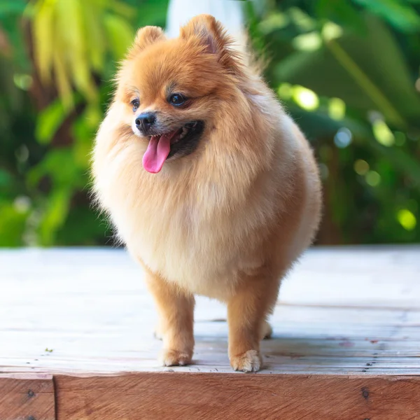 Pomerânia — Fotografia de Stock