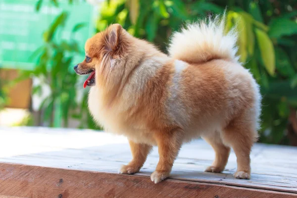 Pomerania — Foto Stock