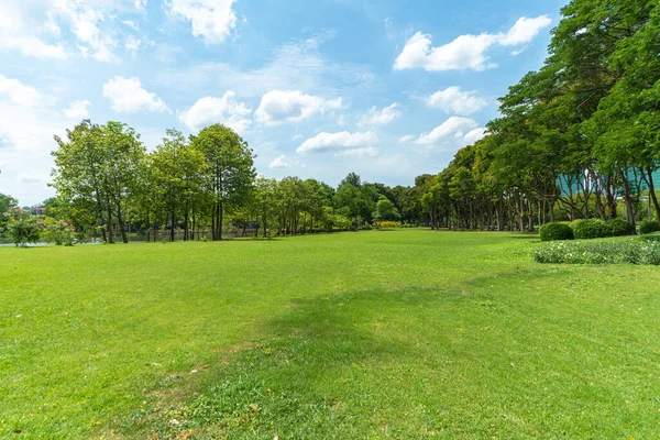 Green Trees Beautiful Meadow Park — Stock Photo, Image