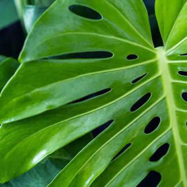 Canavar yaprağı arkaplan, doğa arkaplan