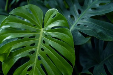 Canavar yaprağı arkaplan, doğa arkaplan