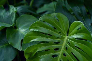 Monstera leaf background, Nature background clipart