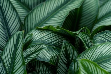 Tropik yeşil yaprak arkaplan, doğa arkaplan